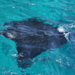 Wyspa Komodo. / Paweł Otwinowski