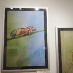 13.06.2017 Kielce. Muzeum Historii Kielc. Wernisaż wystawy "Z kart czerwonej księgi" - fotografie zwierząt i roślin autorstwa Kamila Sohjdy i Bartłomieja Nurczyńskiego. / Katarzyna Prędotka / Radio Kielce