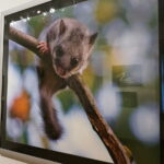 13.06.2017 Kielce. Muzeum Historii Kielc. Wernisaż wystawy "Z kart czerwonej księgi" - fotografie zwierząt i roślin autorstwa Kamila Sohjdy i Bartłomieja Nurczyńskiego. / Katarzyna Prędotka / Radio Kielce