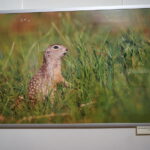 13.06.2017 Kielce. Muzeum Historii Kielc. Wernisaż wystawy "Z kart czerwonej księgi" - fotografie zwierząt i roślin autorstwa Kamila Sohjdy i Bartłomieja Nurczyńskiego. / Katarzyna Prędotka / Radio Kielce