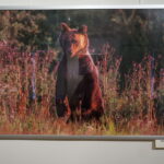 13.06.2017 Kielce. Muzeum Historii Kielc. Wernisaż wystawy "Z kart czerwonej księgi" - fotografie zwierząt i roślin autorstwa Kamila Sohjdy i Bartłomieja Nurczyńskiego. / Katarzyna Prędotka / Radio Kielce