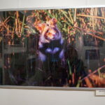 13.06.2017 Kielce. Muzeum Historii Kielc. Wernisaż wystawy "Z kart czerwonej księgi" - fotografie zwierząt i roślin autorstwa Kamila Sohjdy i Bartłomieja Nurczyńskiego. / Katarzyna Prędotka / Radio Kielce