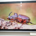 13.06.2017 Kielce. Muzeum Historii Kielc. Wernisaż wystawy "Z kart czerwonej księgi" - fotografie zwierząt i roślin autorstwa Kamila Sohjdy i Bartłomieja Nurczyńskiego. / Katarzyna Prędotka / Radio Kielce