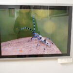 13.06.2017 Kielce. Muzeum Historii Kielc. Wernisaż wystawy "Z kart czerwonej księgi" - fotografie zwierząt i roślin autorstwa Kamila Sohjdy i Bartłomieja Nurczyńskiego. / Katarzyna Prędotka / Radio Kielce