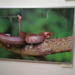 13.06.2017 Kielce. Muzeum Historii Kielc. Wernisaż wystawy "Z kart czerwonej księgi" - fotografie zwierząt i roślin autorstwa Kamila Sohjdy i Bartłomieja Nurczyńskiego. / Katarzyna Prędotka / Radio Kielce