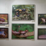 13.06.2017 Kielce. Muzeum Historii Kielc. Wernisaż wystawy "Z kart czerwonej księgi" - fotografie zwierząt i roślin autorstwa Kamila Sohjdy i Bartłomieja Nurczyńskiego. / Katarzyna Prędotka / Radio Kielce