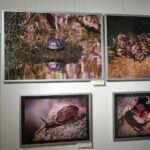 13.06.2017 Kielce. Muzeum Historii Kielc. Wernisaż wystawy "Z kart czerwonej księgi" - fotografie zwierząt i roślin autorstwa Kamila Sohjdy i Bartłomieja Nurczyńskiego. / Katarzyna Prędotka / Radio Kielce