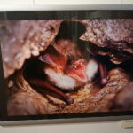 13.06.2017 Kielce. Muzeum Historii Kielc. Wernisaż wystawy "Z kart czerwonej księgi" - fotografie zwierząt i roślin autorstwa Kamila Sohjdy i Bartłomieja Nurczyńskiego. / Katarzyna Prędotka / Radio Kielce