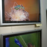 13.06.2017 Kielce. Muzeum Historii Kielc. Wernisaż wystawy "Z kart czerwonej księgi" - fotografie zwierząt i roślin autorstwa Kamila Sohjdy i Bartłomieja Nurczyńskiego. / Katarzyna Prędotka / Radio Kielce