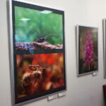 13.06.2017 Kielce. Muzeum Historii Kielc. Wernisaż wystawy "Z kart czerwonej księgi" - fotografie zwierząt i roślin autorstwa Kamila Sohjdy i Bartłomieja Nurczyńskiego. / Katarzyna Prędotka / Radio Kielce