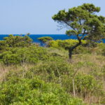 Majorka. Makia. / Andrzej Staśkowiak