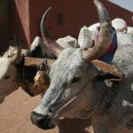 Muzyczne Podróże Przez Świat - Mali / Grażyna Woźniczka-Bogucka