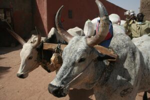 Muzyczne Podróże Przez Świat - Mali / Grażyna Woźniczka-Bogucka