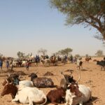 Muzyczne Podróże Przez Świat - Mali / Grażyna Woźniczka-Bogucka
