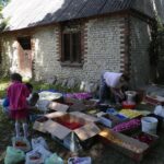 15.06.2017 Spycimierz. Dywany kwiwetne / Włodzimierz Batóg / Radio Kielce