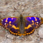 Świnia Góra. Mieniak strużnik. / Andrzej Staśkowiak