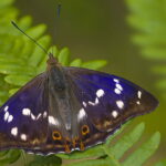 Świnia Góra. Mieniak tęczowiec. / Andrzej Staśkowiak