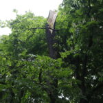 28.06.2017 Kielce. Złamane drzewo w Parku miejskim. / Marzena Mąkosa / Radio Kielce