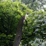 28.06.2017 Kielce. Złamane drzewo w Parku miejskim. / Marzena Mąkosa / Radio Kielce