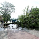 28.06.2017 Kielce. Przygniecenie pojazdu przez drzewo przy ulicy Marszałkowskiej. / Marzena Mąkosa / Radio Kielce