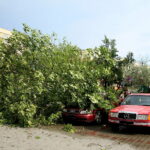 28.06.2017 Kielce. Przygniecenie pojazdu przez drzewo przy ulicy Marszałkowskiej. / Marzena Mąkosa / Radio Kielce