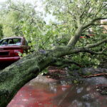28.06.2017 Kielce. Przygniecenie pojazdu przez drzewo przy ulicy Marszałkowskiej. / Marzena Mąkosa / Radio Kielce