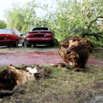 28.06.2017 Kielce. Przygniecenie pojazdu przez drzewo przy ulicy Marszałkowskiej. / Marzena Mąkosa / Radio Kielce