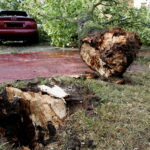 28.06.2017 Kielce. Przygniecenie pojazdu przez drzewo przy ulicy Marszałkowskiej. / Marzena Mąkosa / Radio Kielce