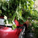 28.06.2017 Kielce. Przygniecenie pojazdu przez drzewo przy ulicy Marszałkowskiej. / Marzena Mąkosa / Radio Kielce