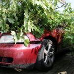 28.06.2017 Kielce. Przygniecenie pojazdu przez drzewo przy ulicy Marszałkowskiej. / Marzena Mąkosa / Radio Kielce