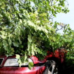 28.06.2017 Kielce. Przygniecenie pojazdu przez drzewo przy ulicy Marszałkowskiej. / Marzena Mąkosa / Radio Kielce