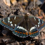 Świnia Góra. Pokłonnik osiniec. / Andrzej Staśkowiak