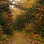 Rezerwat Ciechostowice. / Andrzej Staśkowiak