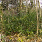 Majdów. Rezerwat cisowy. / Andrzej Staśkowiak