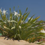 Bułgaria. Rezerwat lilii piaskowych.  Pancratium maritimum. / Andrzej Staśkowiak