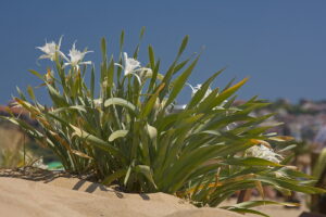 Bułgaria. Rezerwat lilii piaskowych. Pancratium maritimum. / Andrzej Staśkowiak