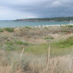 Bułgaria. Rezerwat lilii piaskowych. / Andrzej Staśkowiak