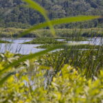 Bułgaria. Rezerwat lilii wodnych. / Andrzej Staśkowiak / Radio Kielce