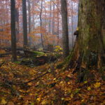 Rezerwat Świnia Góra. / Andrzej Staśkowiak / Radio Kielce