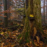 Rezerwat Świnia Góra. / Andrzej Staśkowiak / Radio Kielce