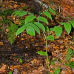 Rezerwat Świnia Góra. Liczydło górskie. / Andrzej Staśkowiak / Radio Kielce