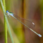Lasy Skarżyskie.  Iglica mała Nehalennia speciosa. Samica. / Andrzej Staśkowiak / Radio Kielce