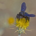 Bułgaria. Zadrzechnia fioletowa. / Andrzej Staśkowiak / Radio Kielce