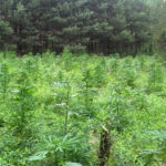 Busko-Zdrój, plantacja konopi indyjskich w lesie / Policja Kielce