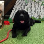 15.07.2017 Kielce. Apteka Wyobraźni. Warsztaty z z udziałem psa-terapeuty / Monika Miller / Radio Kielce