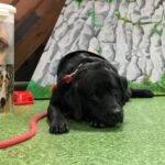 15.07.2017 Kielce. Apteka Wyobraźni. Warsztaty z z udziałem psa-terapeuty / Monika Miller / Radio Kielce