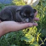 świętokrzyska policja