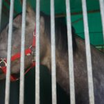 09.07.2017 Opatowiec. Championat koni / Ewa Pociejowska - Gawęda / Radio Kielce