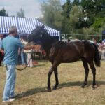 09.07.2017 Opatowiec. Championat koni / Ewa Pociejowska - Gawęda / Radio Kielce