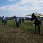 09.07.2017 Opatowiec. Championat koni / Ewa Pociejowska - Gawęda / Radio Kielce